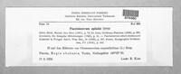 Pucciniastrum epilobii image